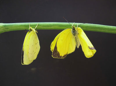キチョウの正常個体（左）と間性個体（右）の写真