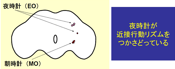 ショウジョウバエ脳の断面図