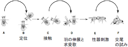 ショウジョウバエの求愛行動の近接行動リズムの図