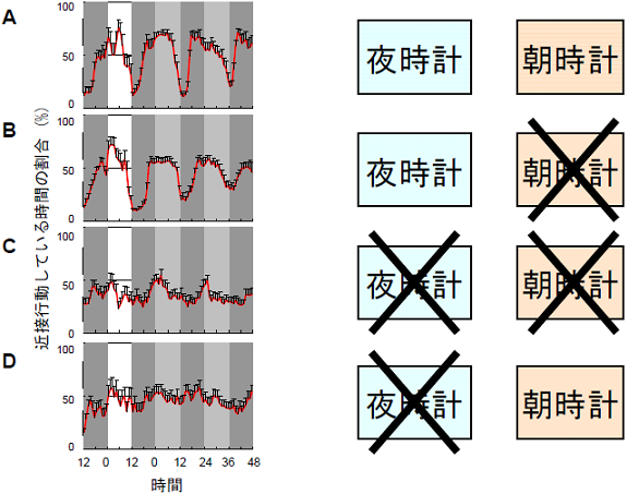 夜時計、朝時計それぞれの脳内部位の神経細胞を壊して測定した近接行動リズムの図