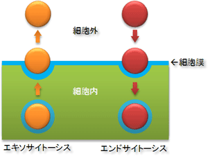 エキソサイトーシスとエンドサイトーシスの説明図