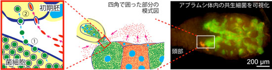 今回明らかにした共生細菌の母子間伝達の過程の図