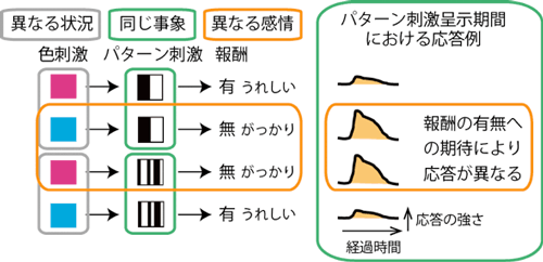 嗅周囲皮質の働きを調べる色パターン刺激実験の図