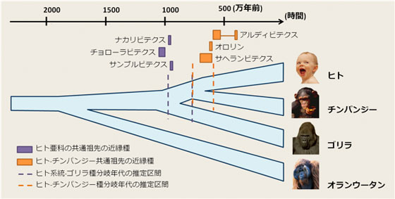 ヒトと類人猿の進化の歴史の図