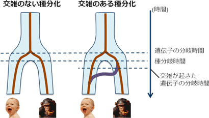 交雑の有無に基づく種分岐のモデル図