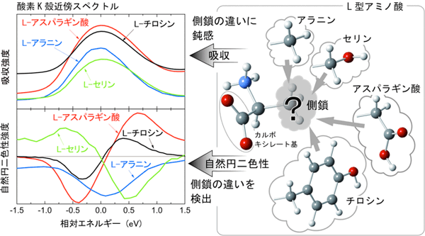 測定したL型アミノ酸の構造式とカルボキシレート基中の酸素原子の吸収スペクトルと自然円二色性スペクトルの図