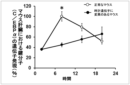 時計遺伝子によるC/EBPαの発現レベルの変化の図