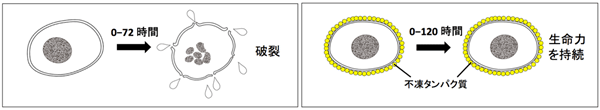 不凍タンパク質細胞保護メカニズムを表す模式図