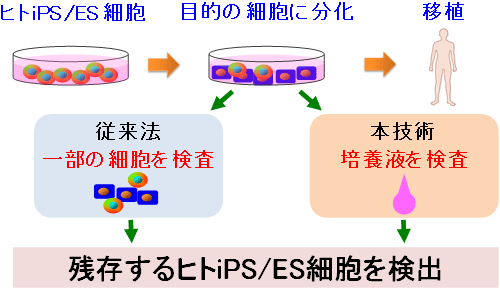 移植用細胞に残存するヒトiPS/ES細胞を培養液で検出の図