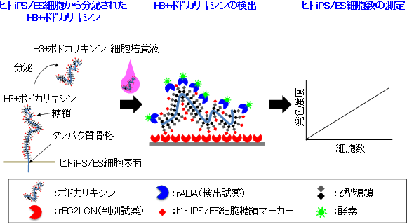 今回開発したヒトiPS/ES細胞の検出システム原理図