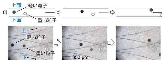マイクロ流体デバイス内での分別の様子果の図