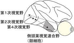 側頭葉視覚連合野説明図