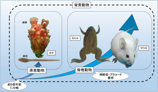 脊索動物の進化の図