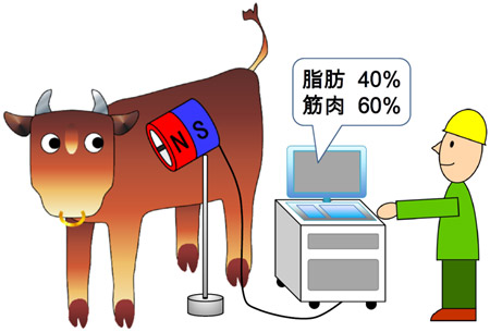 今回開発したプロトタイプによる肉用牛の霜降り状態の計測イメージ図