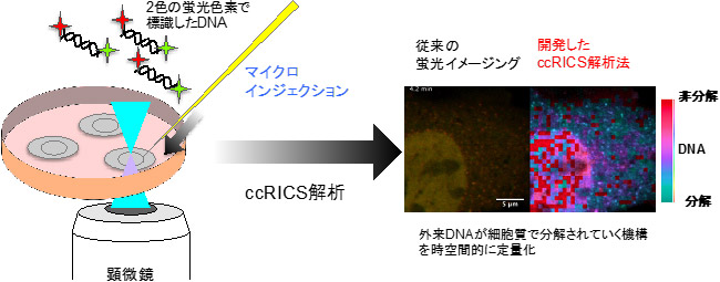 開発したccRICS解析法によるDNA分解可視化の概要図