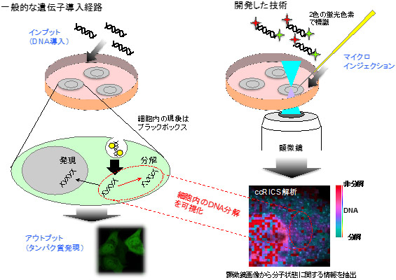 遺伝子導入の機序と開発した技術の概要図