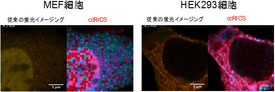 生きた細胞内におけるDNA分解活性の観察 (導入から4.2分後)の図