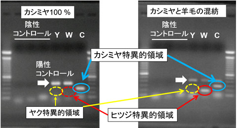 DNAの分析によるカシミヤ繊維の識別試験の図