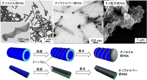 ナノコイル状PDA、ナノファイバー状PDAとナノ粒子状のPDAの電子顕微鏡像の図