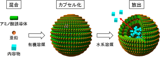 カプセル化と放出の模式図