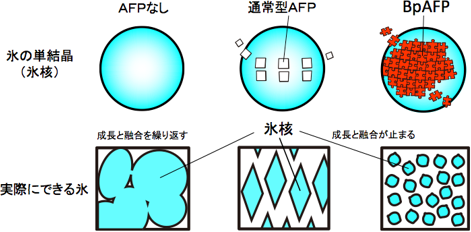 不凍タンパク質（AFP）の図