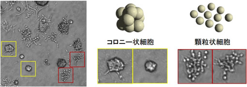 三次元培養細胞分離装置を用いたマウス乳がん由来細胞株4T1Eの分離の実例の図