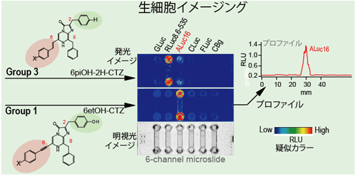 生きた動物細胞（アフリカミドリサルの腎臓由来）を用いた生物発光イメージング実験の図