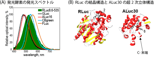 (A)代表的な生物発光酵素の発光スペクトルの図と(B)海洋生物由来の生物発光酵素（ウミシイタケ生物発光酵素（RLuc）、人工生物発光酵素（ALuc30））の超2次立体構造図