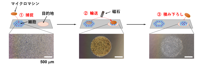 産総研：疑似生体組織構築のためのマイクロマシンを開発