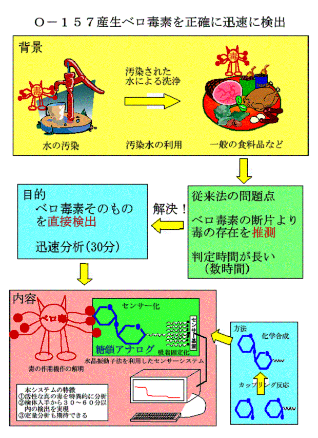 図　O-157産生ベロ毒素を正確に迅速に検出の図