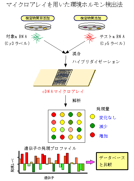 マイクロアレイを用いた環境ホルモン検出法の図