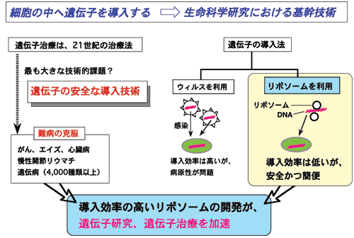 導入効率の高いリポソームの開発が、遺伝子研究、遺伝子治療を加速の図
