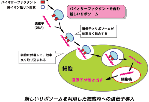 新しいリポソームを利用した細胞内への遺伝子導入の図