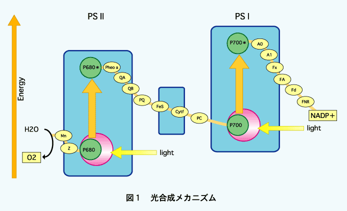 光合成メカニズムの図