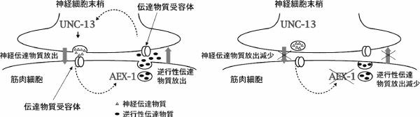 神経筋接合部での相互活性制御の機構図