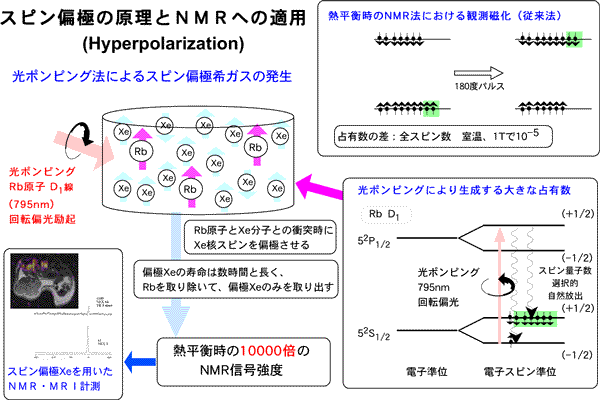 スピン偏極希ガスの発生原理と核磁気共鳴分光法の高感度化の図
