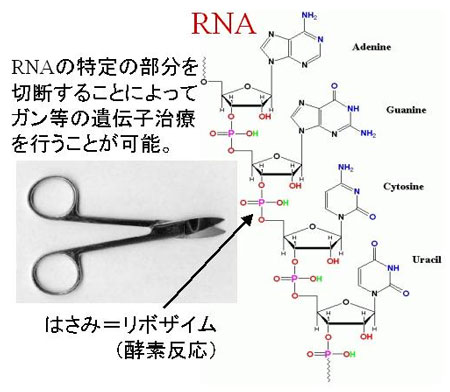 RNAの特定の部分を切断することによってガン等の遺伝子治療が可能になるイメージ図