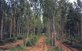 植林されたユーカリの森の写真
