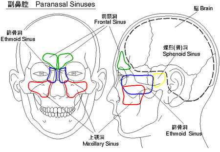 副鼻腔の図