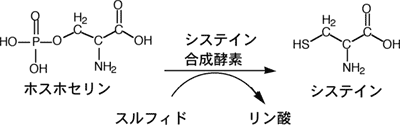 今回産総研が開発したシステイン合成反応の図