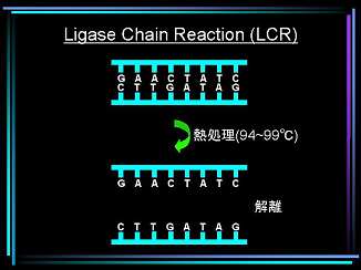 リガーゼ連鎖反応法説明図1