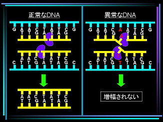 リガーゼ連鎖反応法説明図2