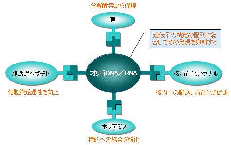 多機能集積化オリゴDNA/RNA＝バイオナノ構造体モデル図