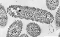 Gemmatimonas aurantiacaの超薄切片電顕写真