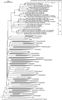 16S rDNA配列に基づいたGemmatimonas aurantiacaの全Bacteria内の類縁関係図