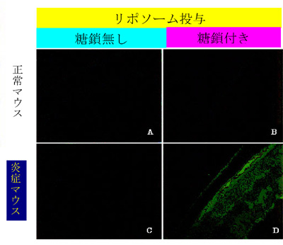 炎症モデルマウスの眼炎症部位の網膜及び脈絡膜細胞へのＤＤＳナノ粒子のアクティブ・ターゲティングを示す蛍光顕微鏡写真