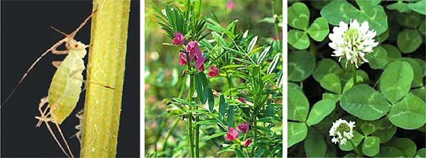 エンドウヒゲナガアブラムシの寄主植物であるカラスノエンドウとシロツメクサの写真