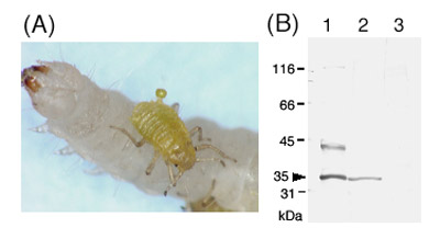 ハチミツガの幼虫を攻撃するハクウンボクハナフシアブラムシ兵隊幼虫の写真とイムノブロット法による兵隊特異的プロテアーゼの検出図