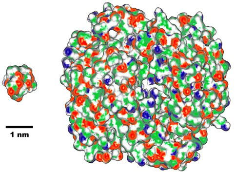 シニョリンと代表的なタンパク質であるヘモグロビンの分子の大きさの比較図
