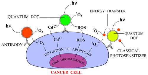 ナノ材料ががん細胞にアポトーシスを起こすメカニズムの図